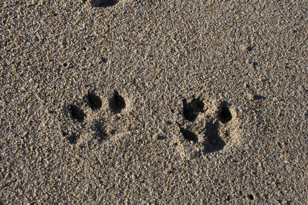 Deux empreintes des pattes de Berto dans le sable corse