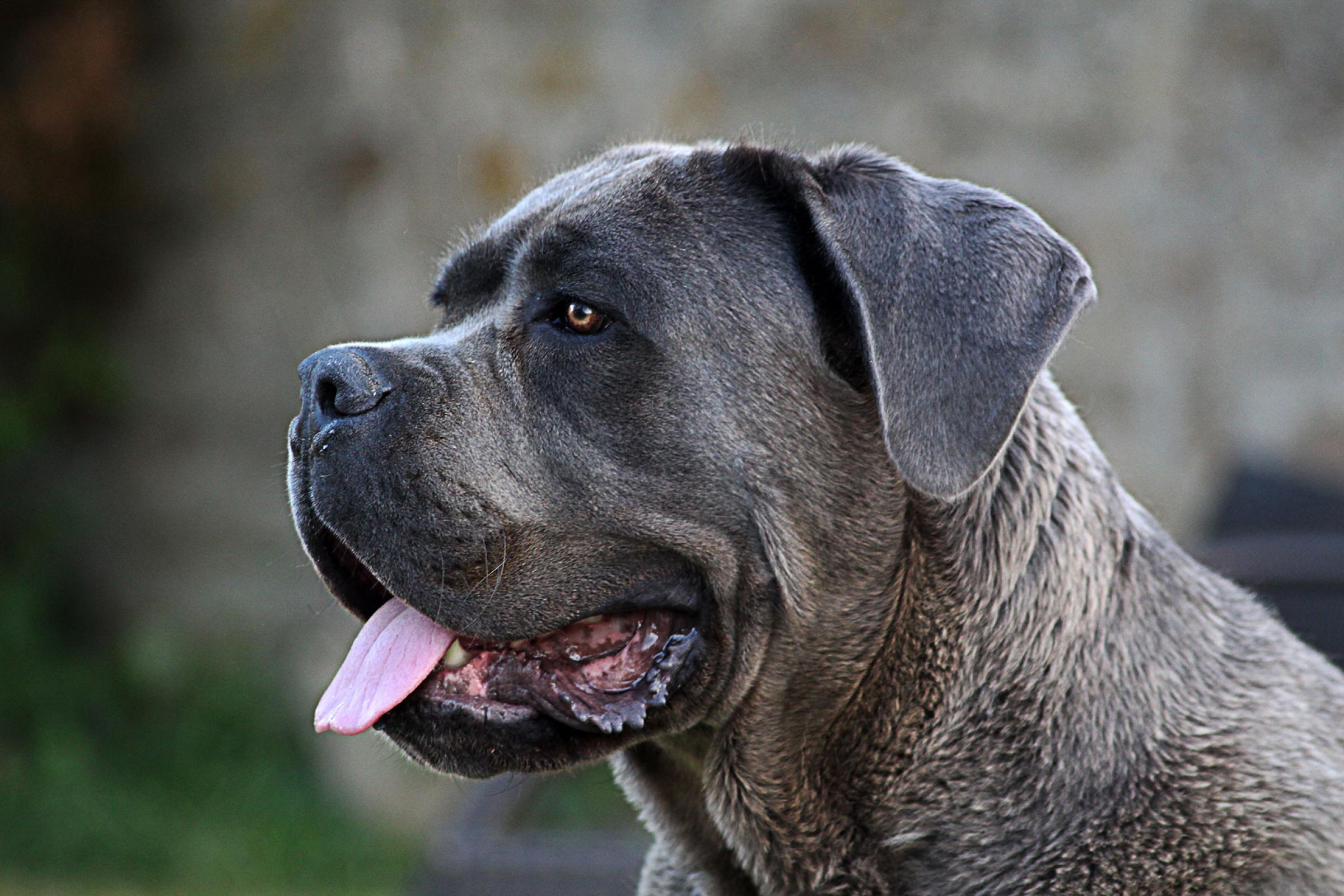 Portrait de Obao du Sang d'Orthos