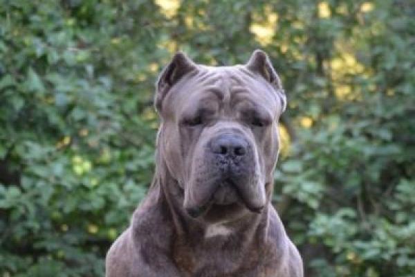 Portrait de Hight Voltage Castleguard