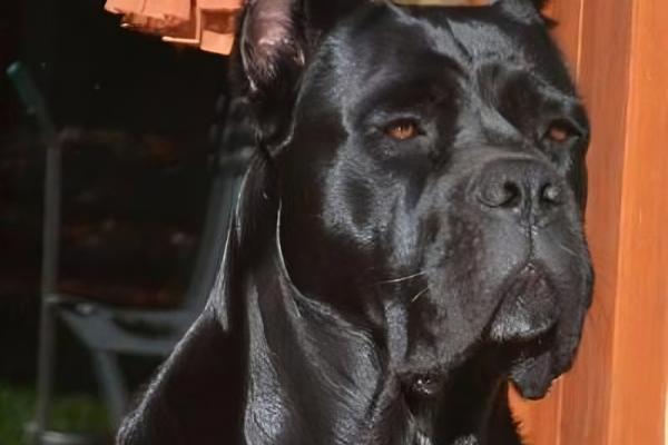 Portrait de Juma Sans affixe