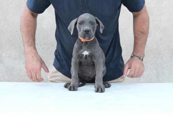 Portrait de Collier orange du Sang d'Orthos