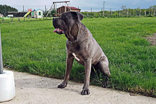 Portrait de Mowgli du Sang d'Orthos