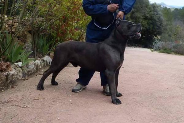 Portrait de Irhon des Mas Star