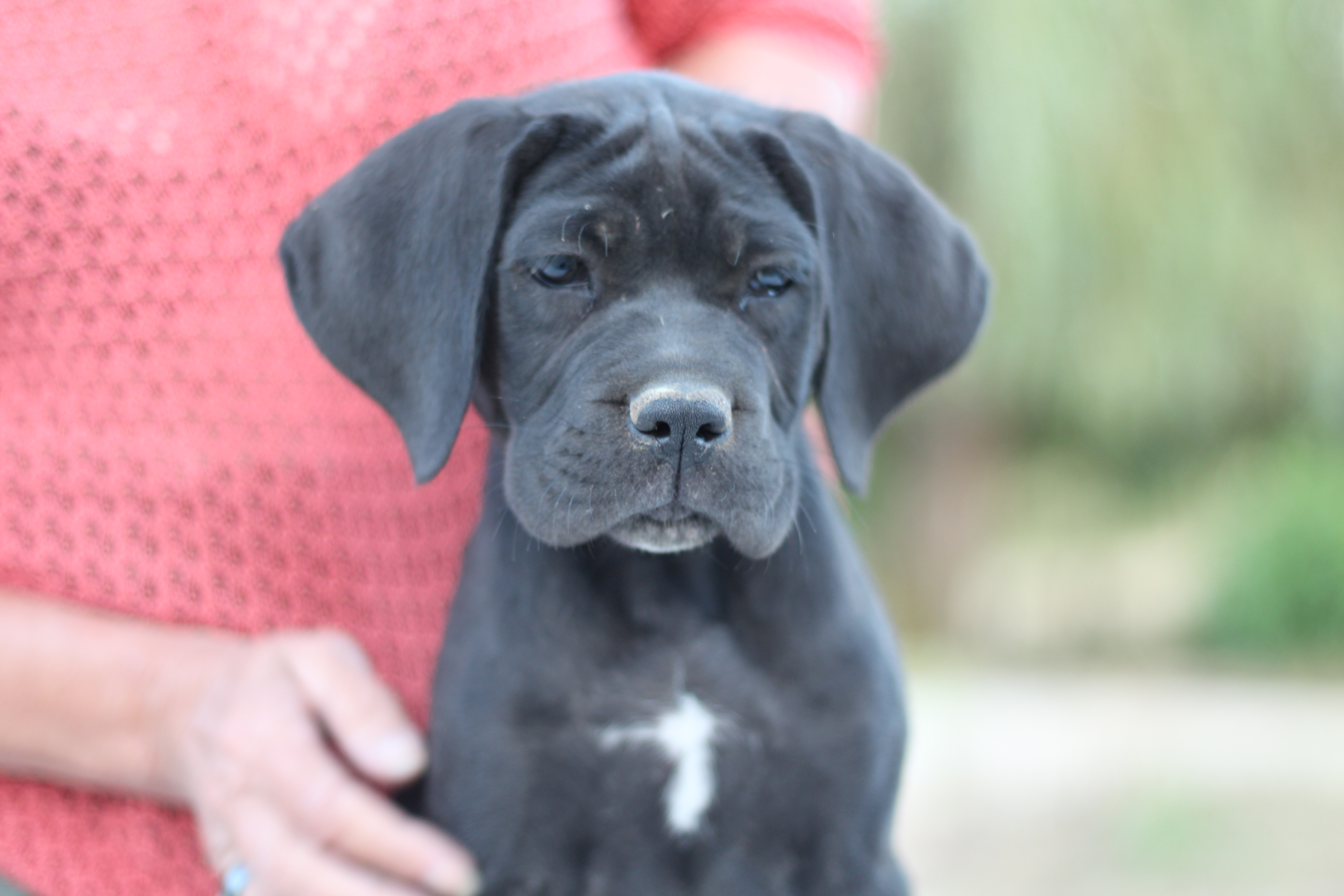 Portrait d’un chiot Cane Corso tenu dans les bras
