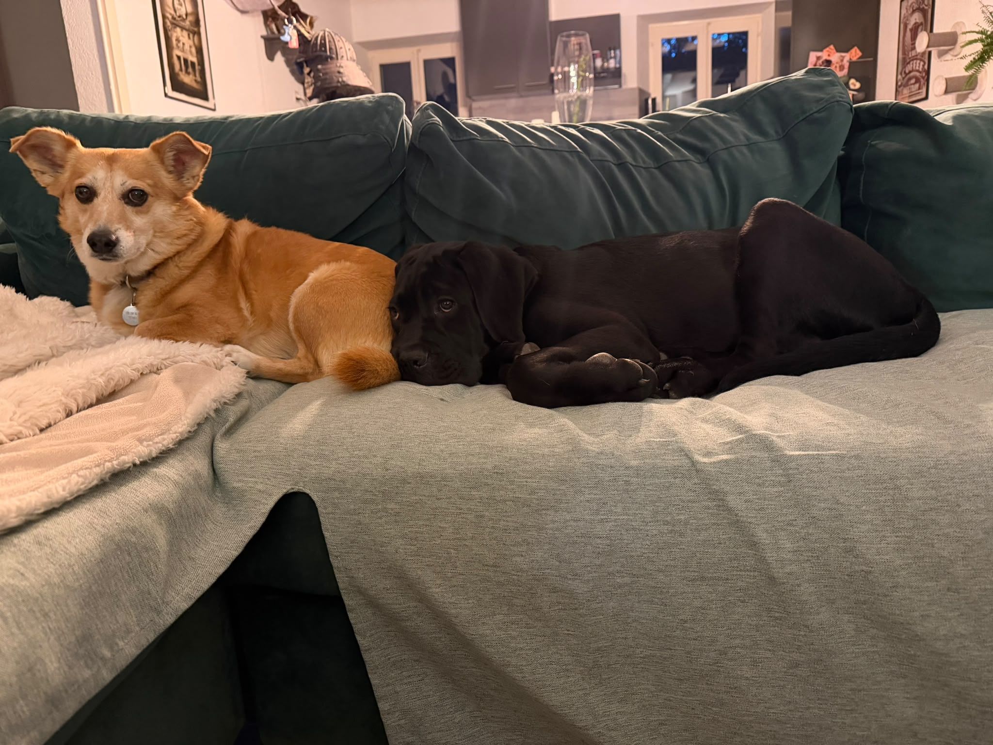 Un jeune Cane Corso et un autre chien se reposent ensemble sur un canapé.