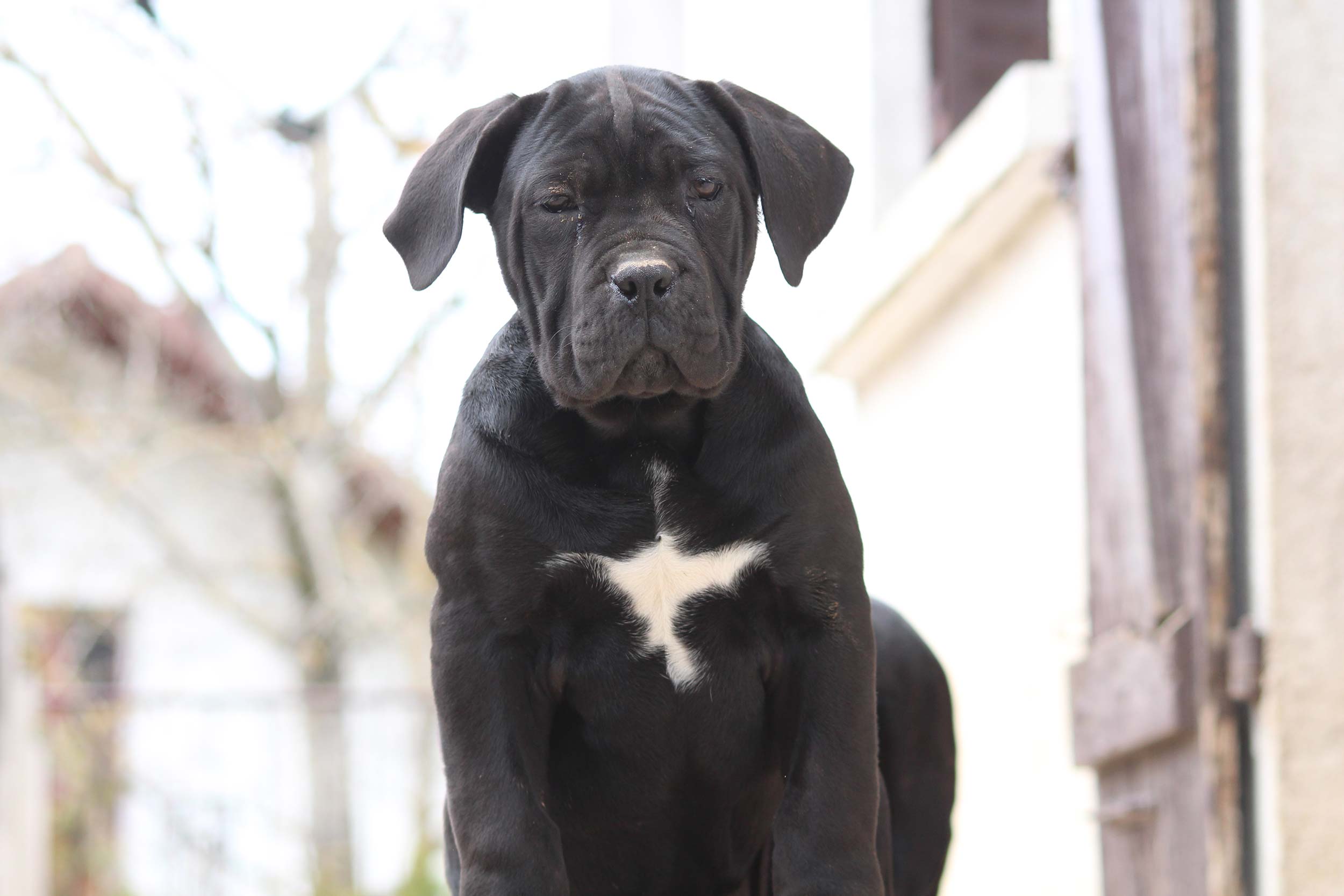 Jeune Cane Corso noir photographié de face, avec ses deux oreilles naturelles visibles