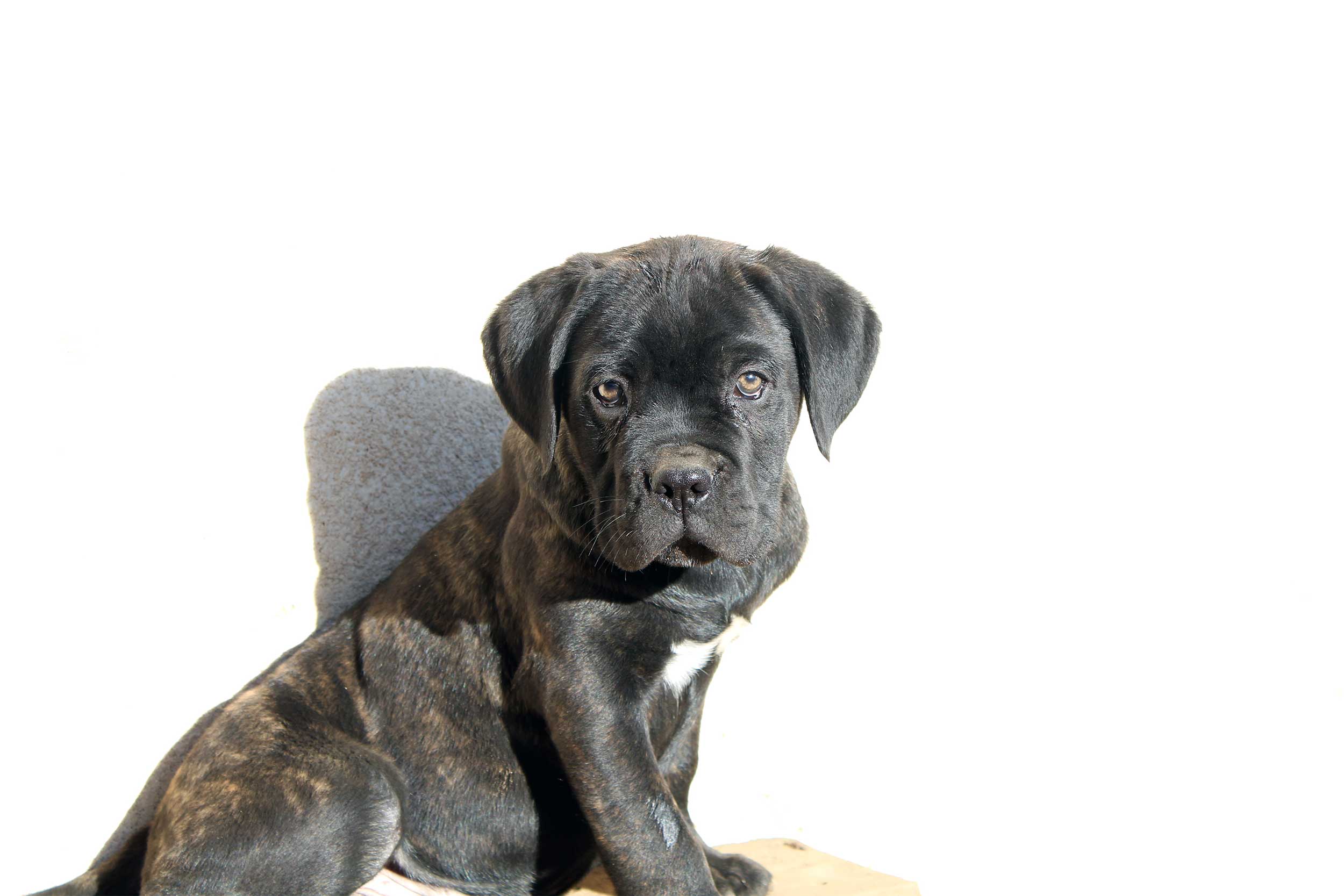 <span>Réserver</span> mon chiot
