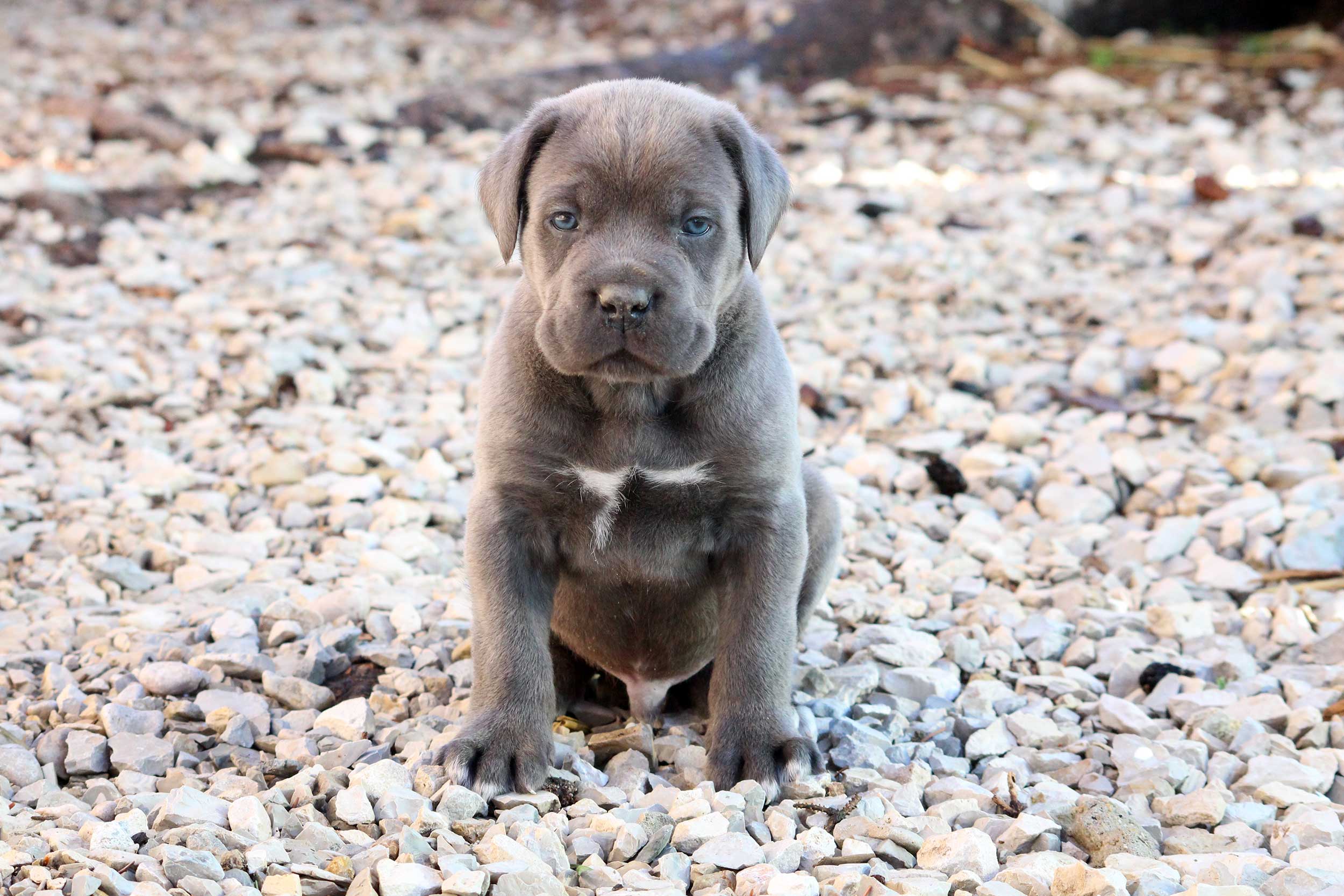 Consulter les portées de Cane Corso