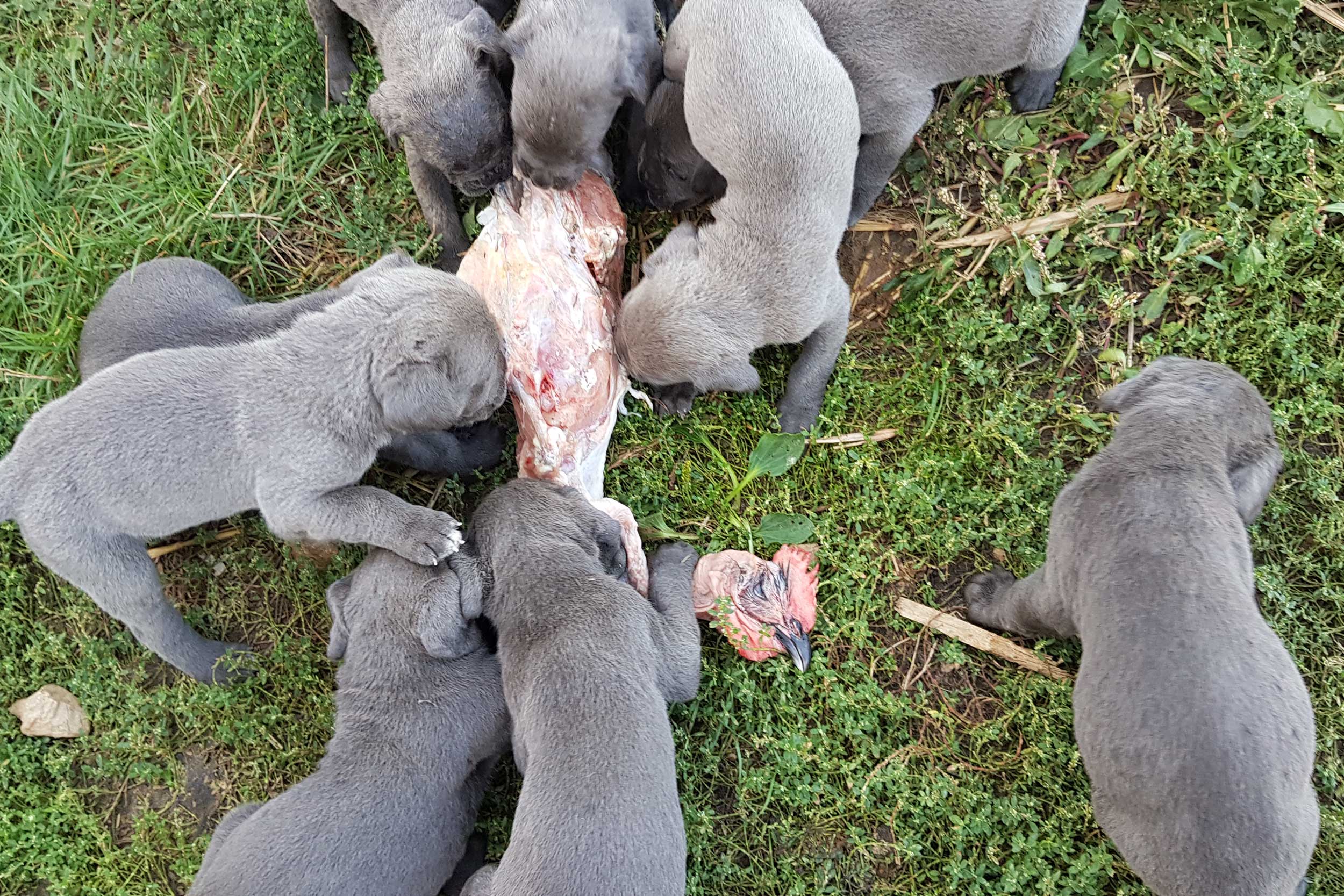 Des chiots Cane Corso partagent un repas de viande à l’élevage