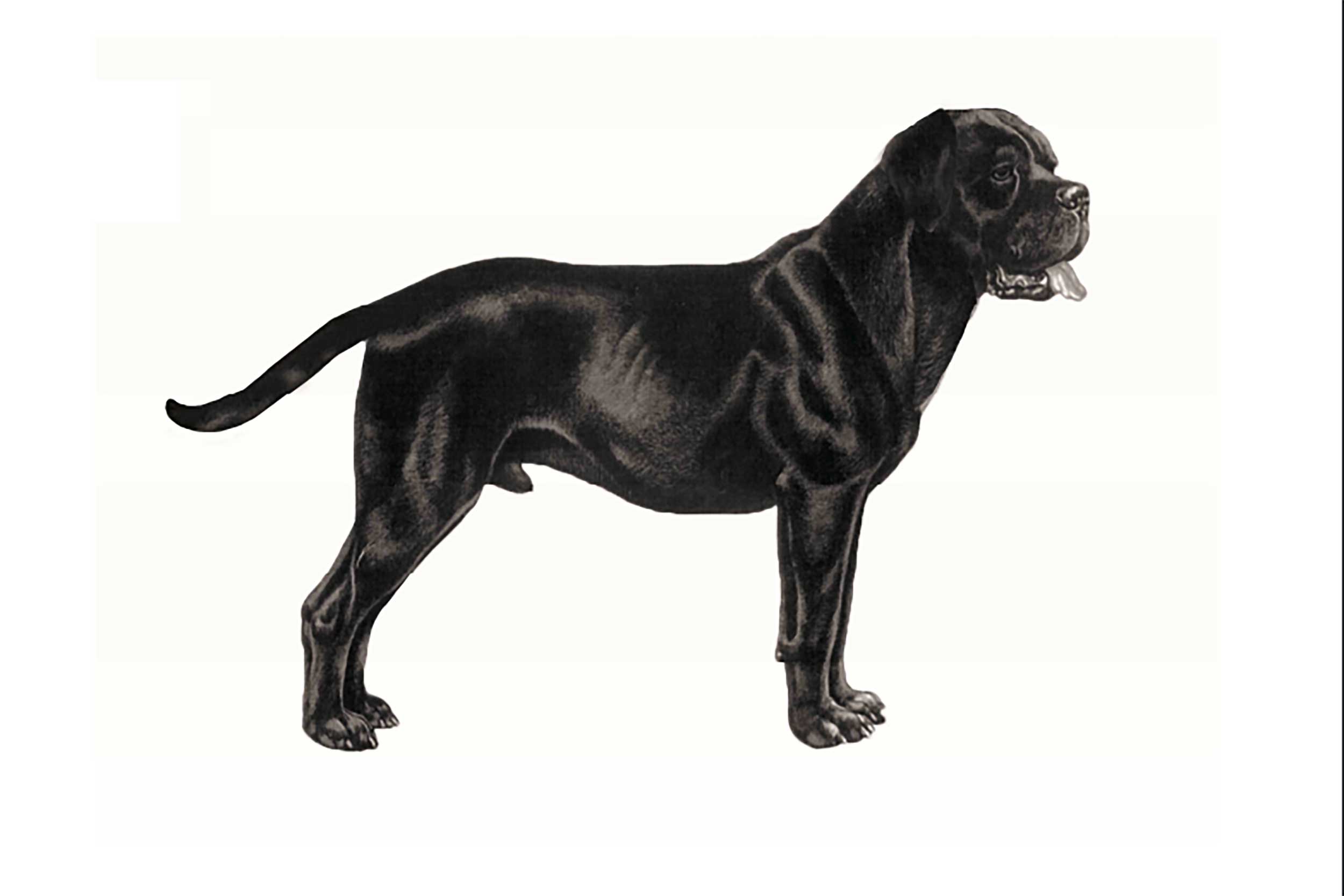 Le <span>standard FCI</span> du Cane Corso