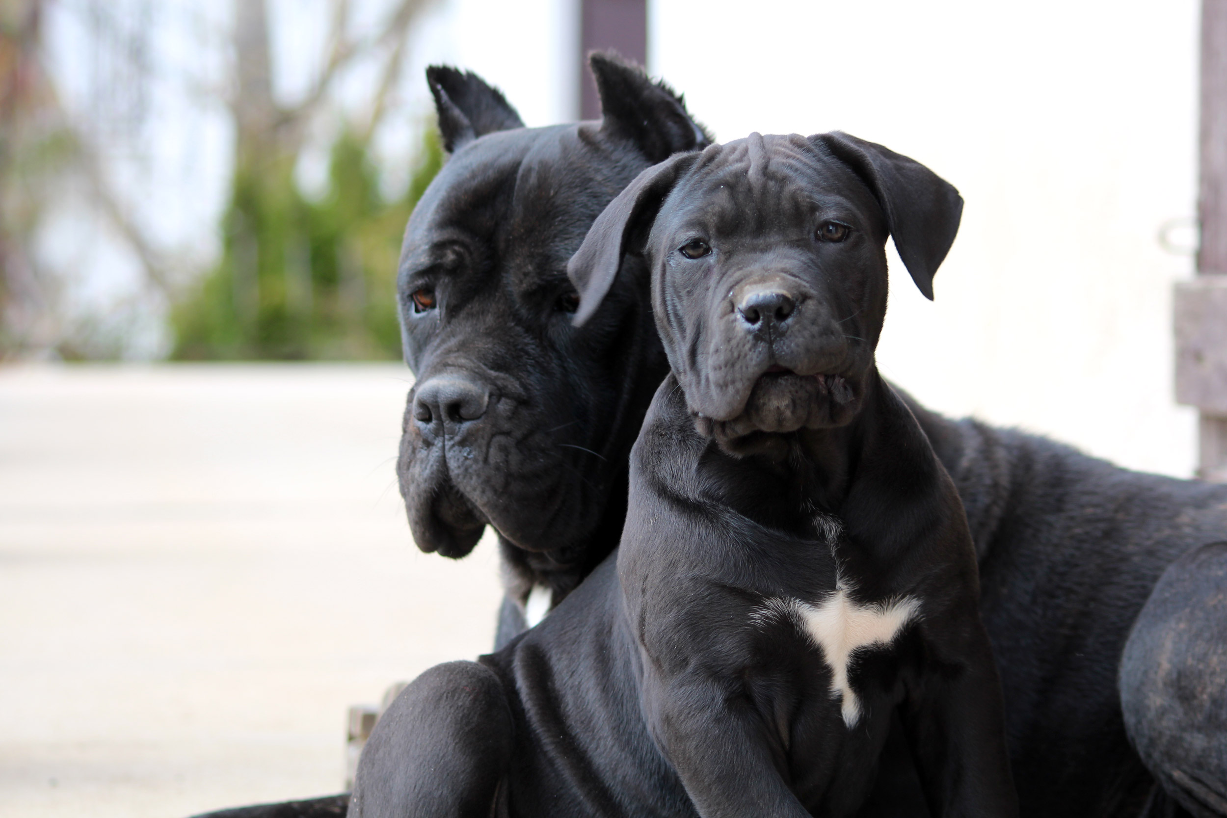 Elevage de Cane Corso du Sang d'Orthos