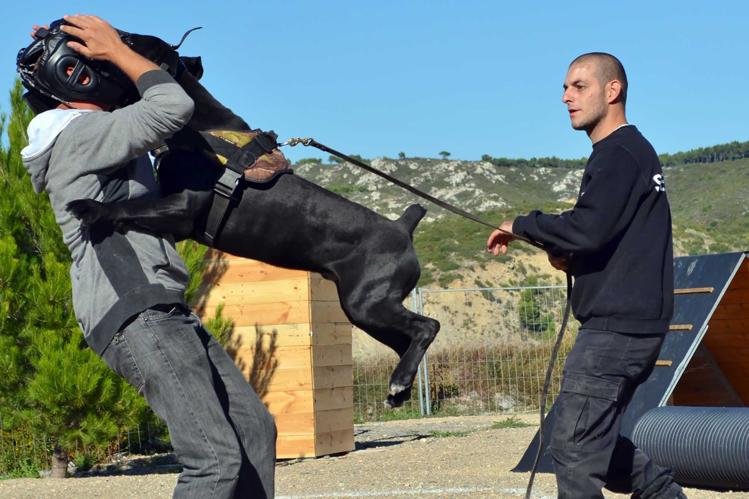 <span>Utilisation</span> du Cane Corso