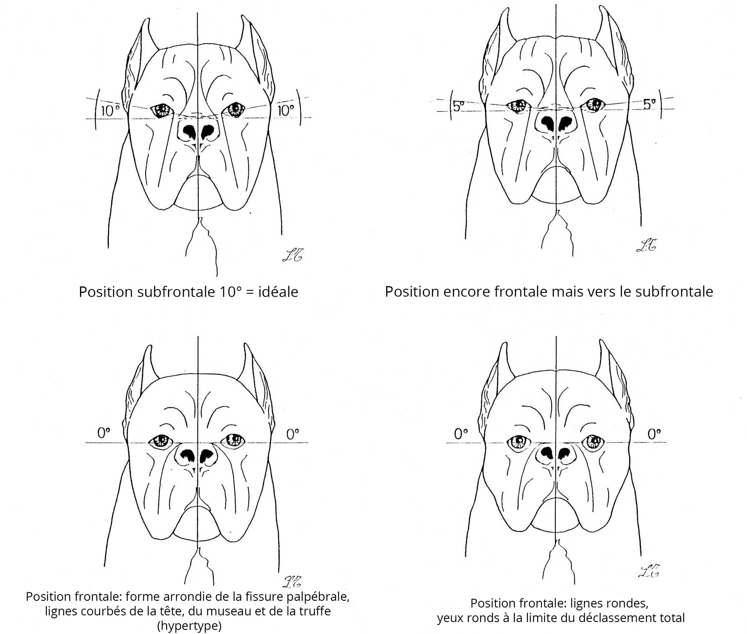 Position des yeux du cane corso Position des yeux du cane corso