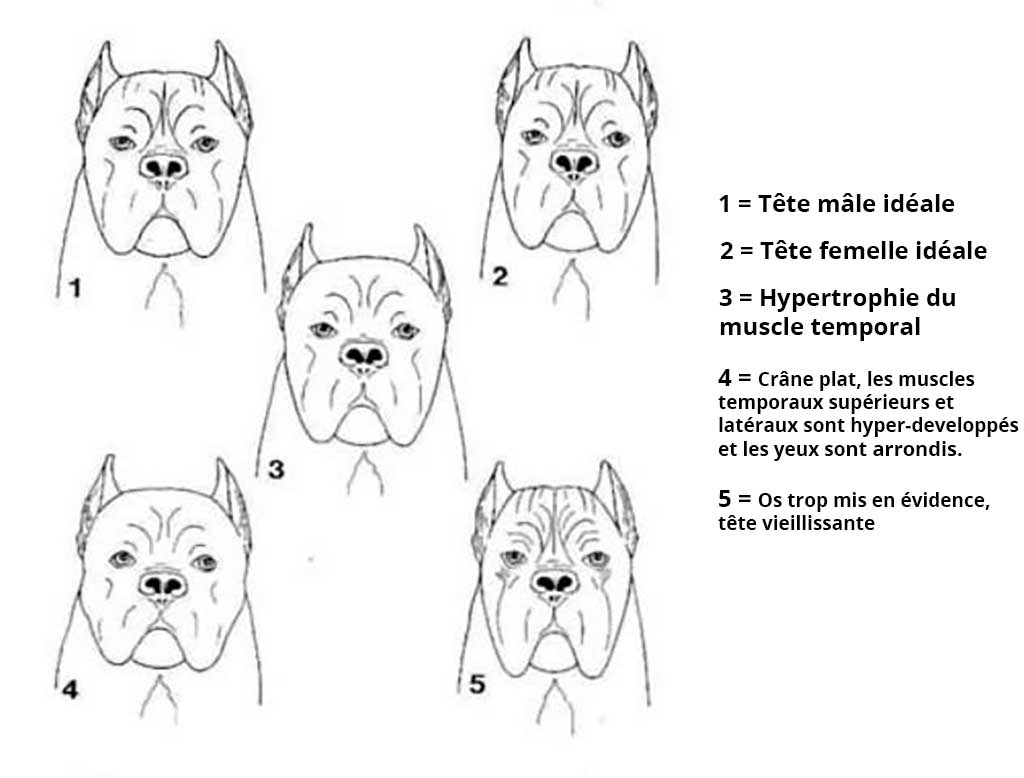 Tête idéal du Cane Corso Tête idéal du Cane Corso