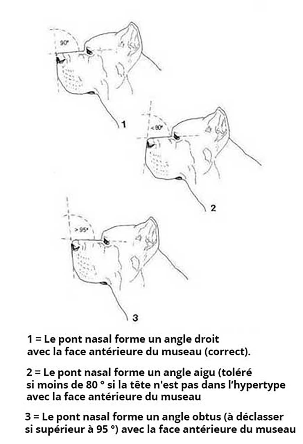 angle de la truffe du Cane Corso angle de la truffe du Cane Corso