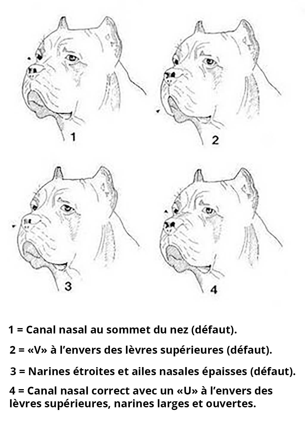lèvres du Cane Corso lèvres du Cane Corso