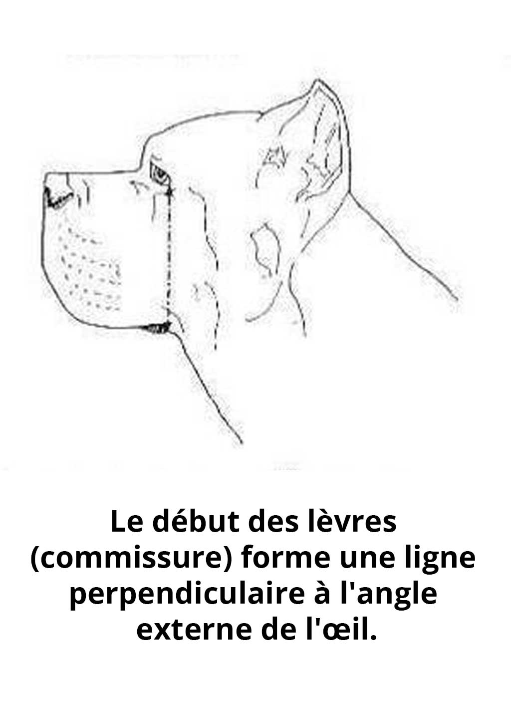 lèvres du Cane Corso lèvres du Cane Corso