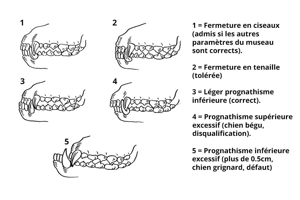 denture du Cane Corso denture du Cane Corso