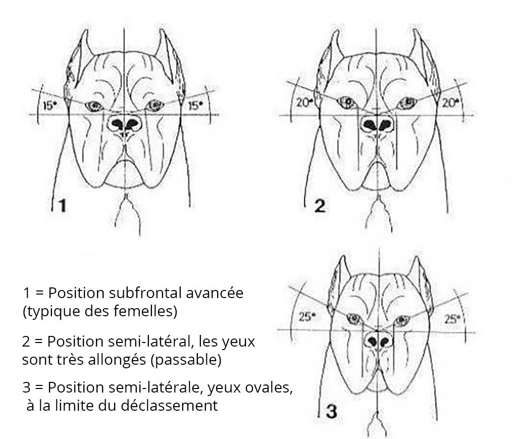 Position des yeux du cane corso Position des yeux du cane corso