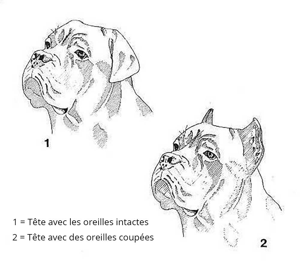 Oreilles du Cane Corso Oreilles du Cane Corso