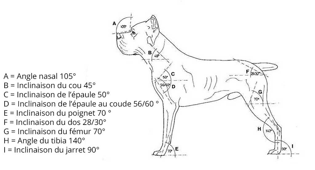 Corps du Cane Corso Corps du Cane Corso