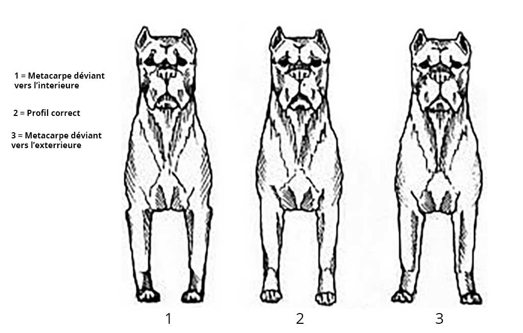 Membres antérieures du Cane Corso Membres antérieures du Cane Corso