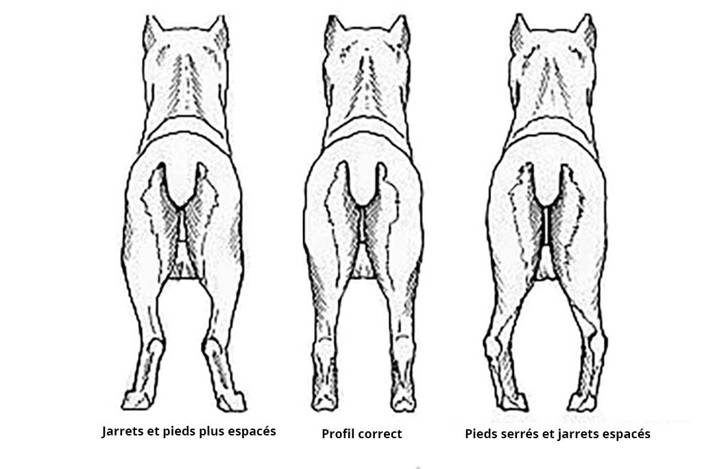 Membres postérieures du Cane Corso Membres postérieures du Cane Corso