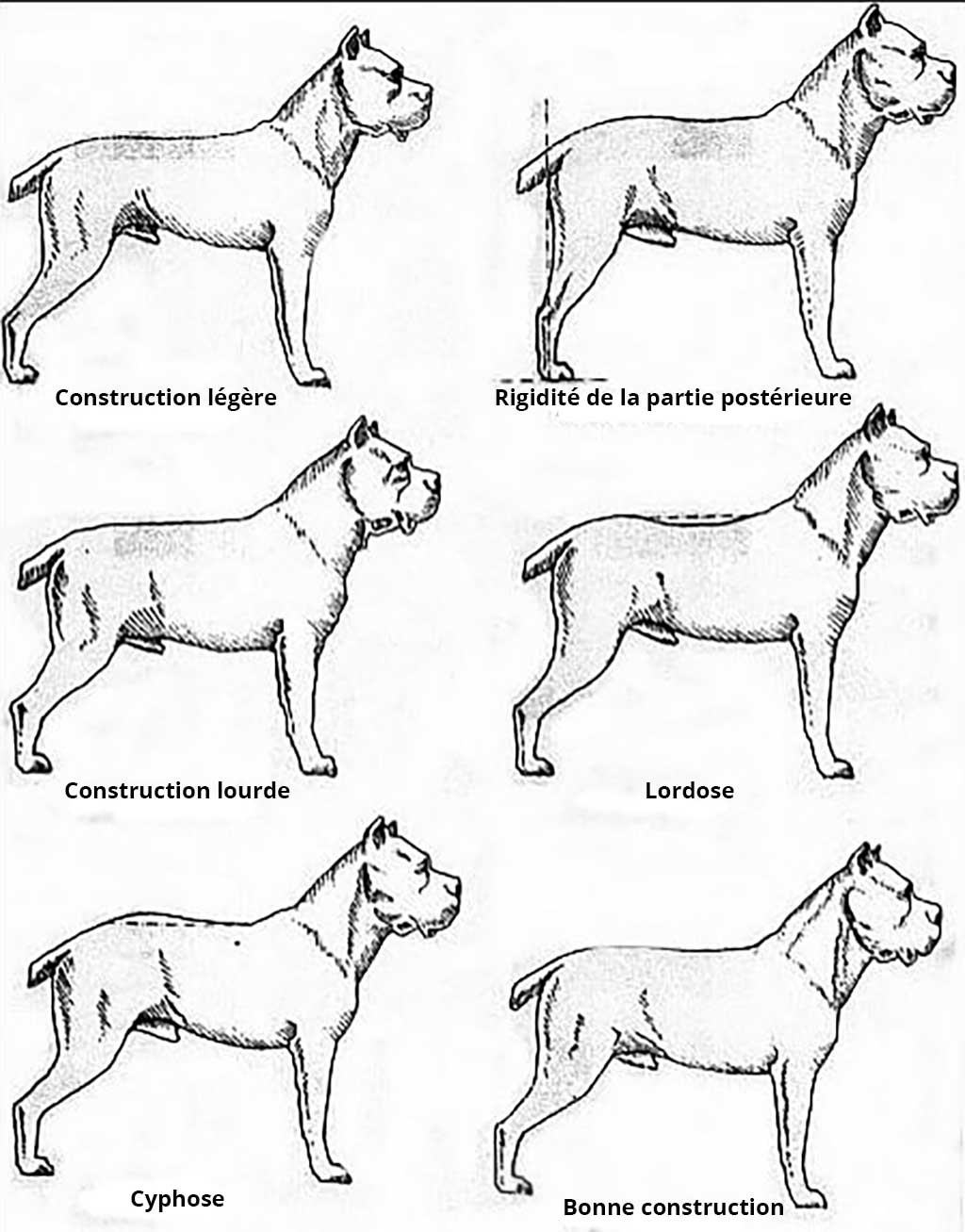 Construction du Cane Corso Construction du Cane Corso