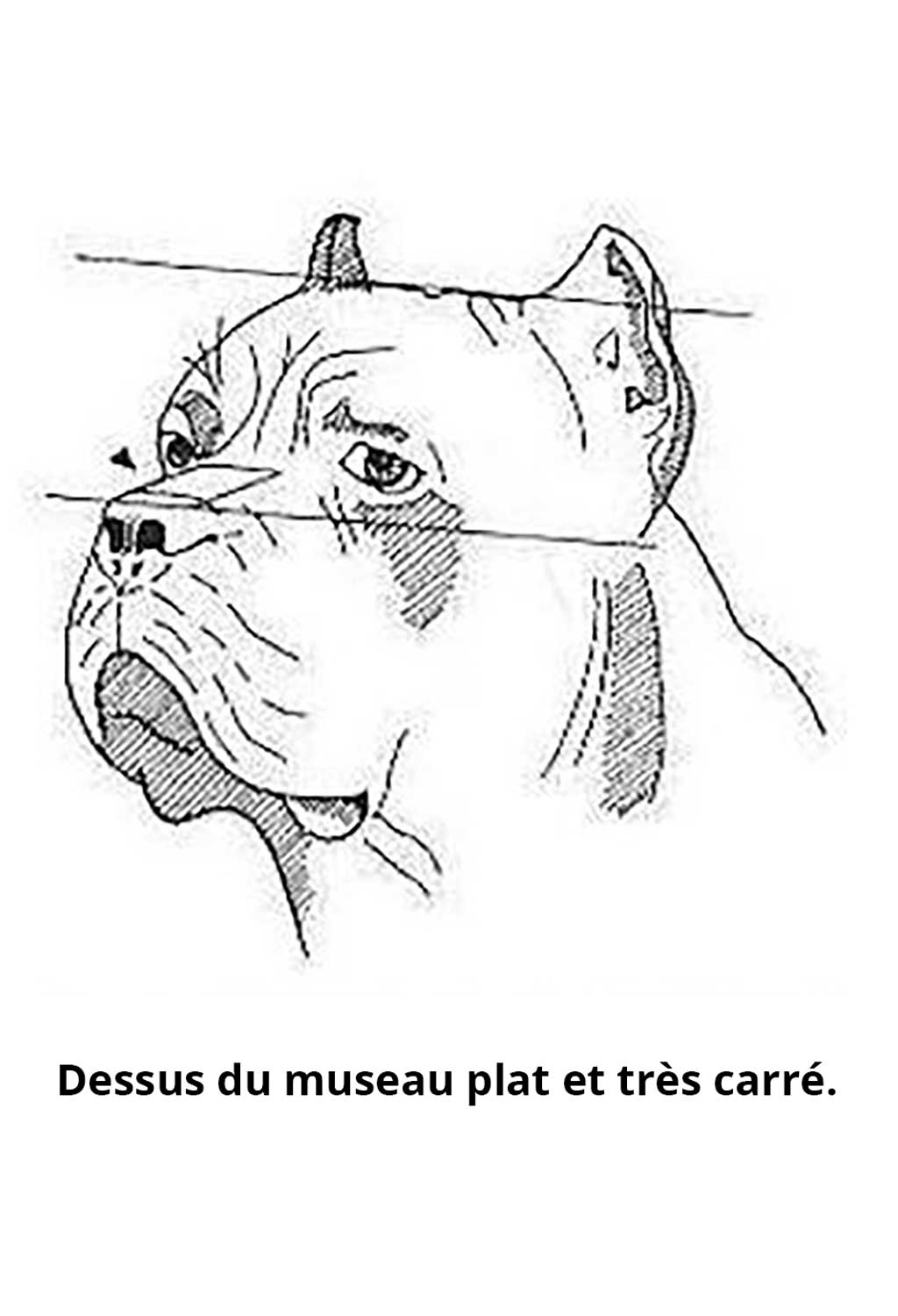 Quadrature du Cane Corso Quadrature du Cane Corso