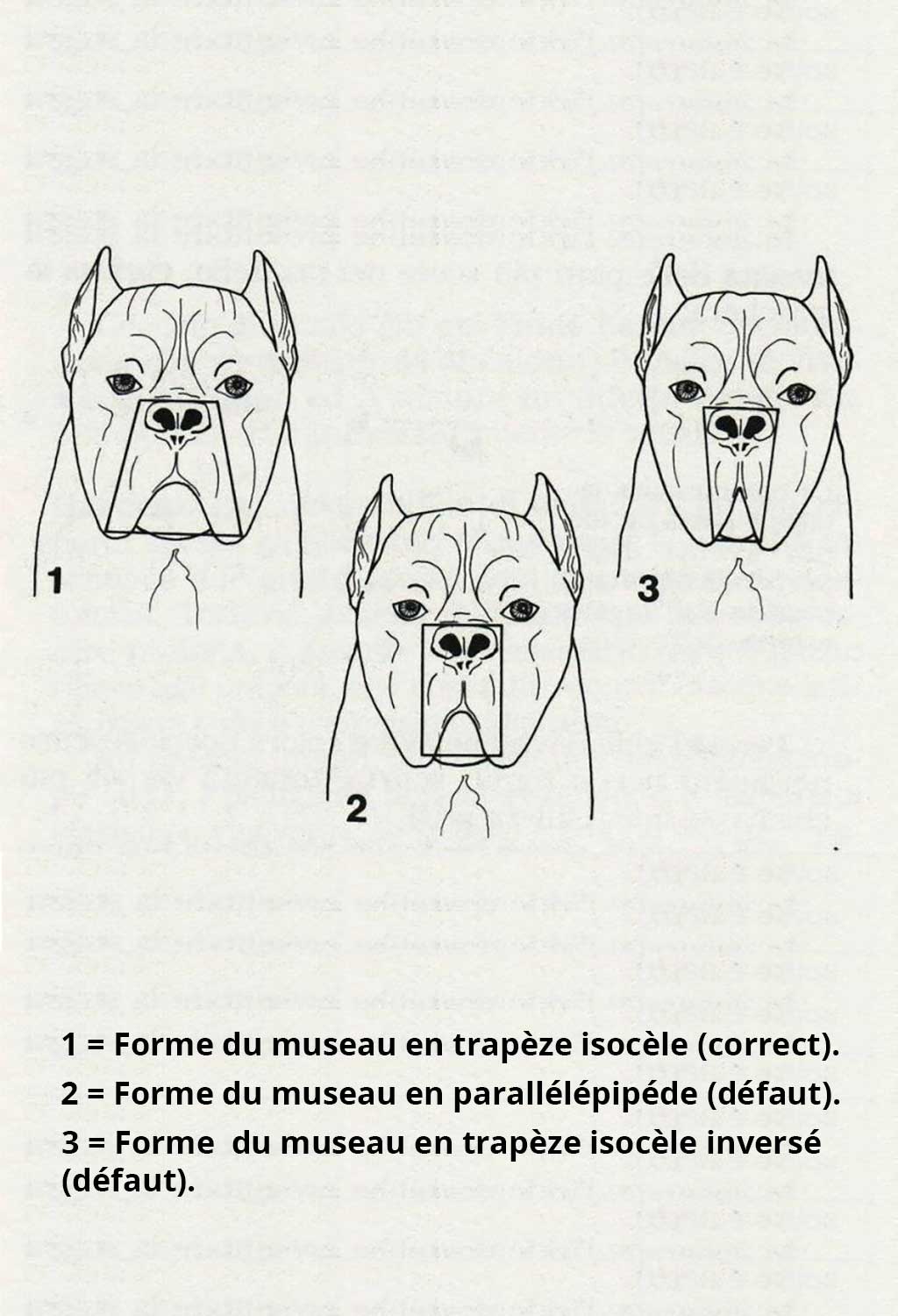 contenu/elevage-canecorso-64.jpg Forme du museau du Cane Corso