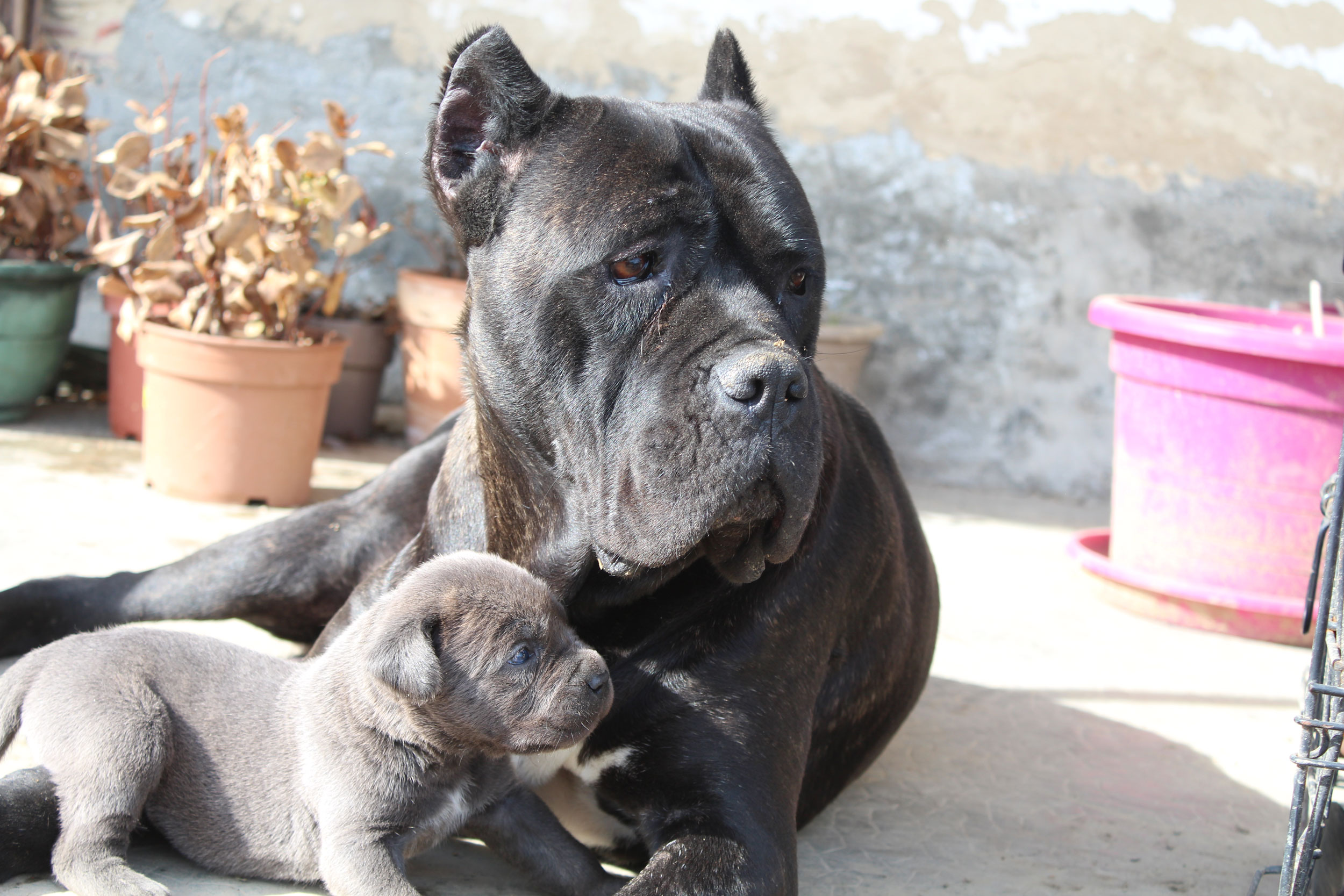 Elevage de Cane Corso du Sang d'Orthos