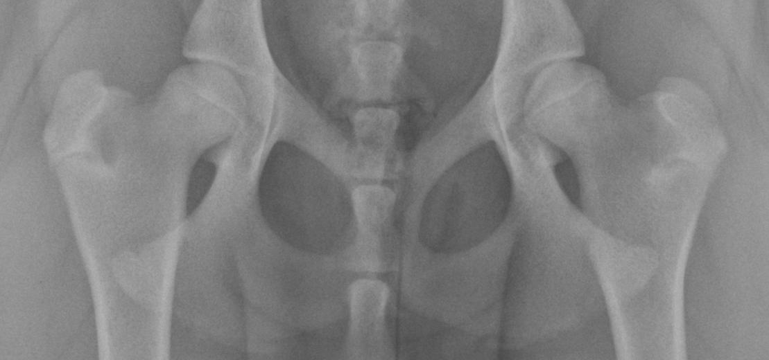 Vue radiographique du bassin et des articulations des hanches d’un chien