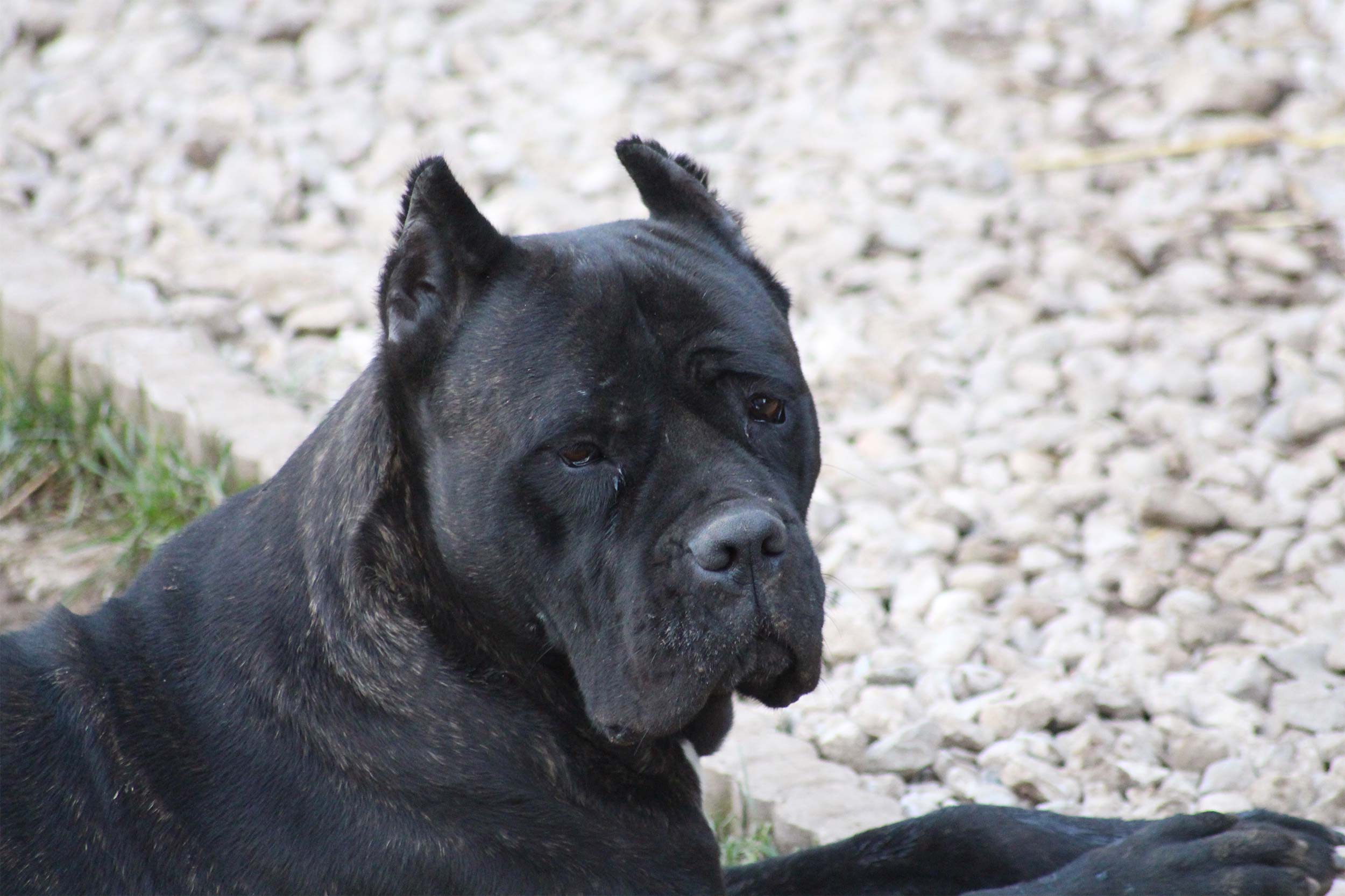 Cane Corso aux oreilles coupées, présenté pour distinguer cette apparence du port naturel