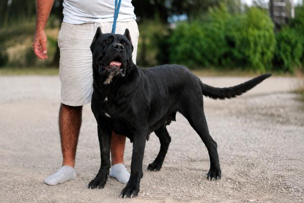 chien cane corso adulte