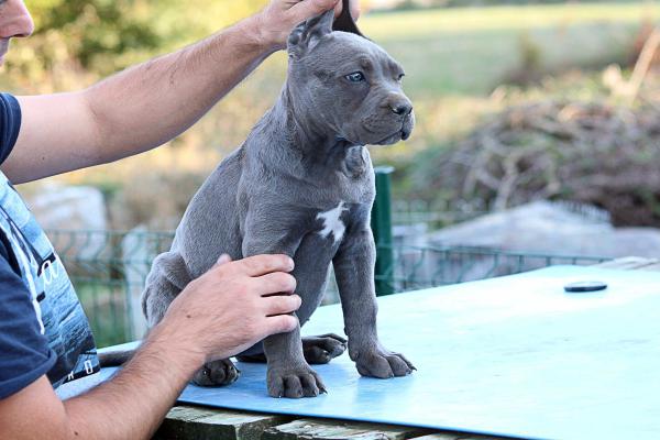 Ovidia, Cane Corso de 2 mois
