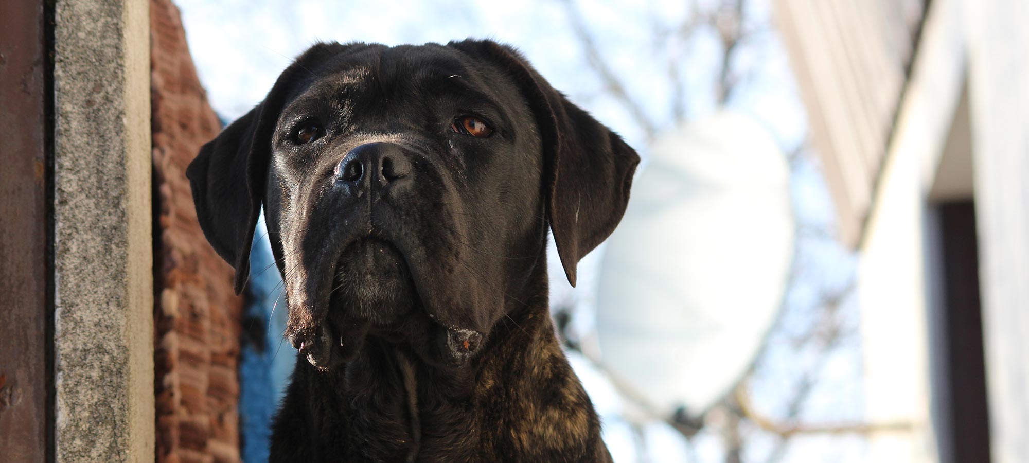 Portrait d’un Cane Corso bringé devant la maison