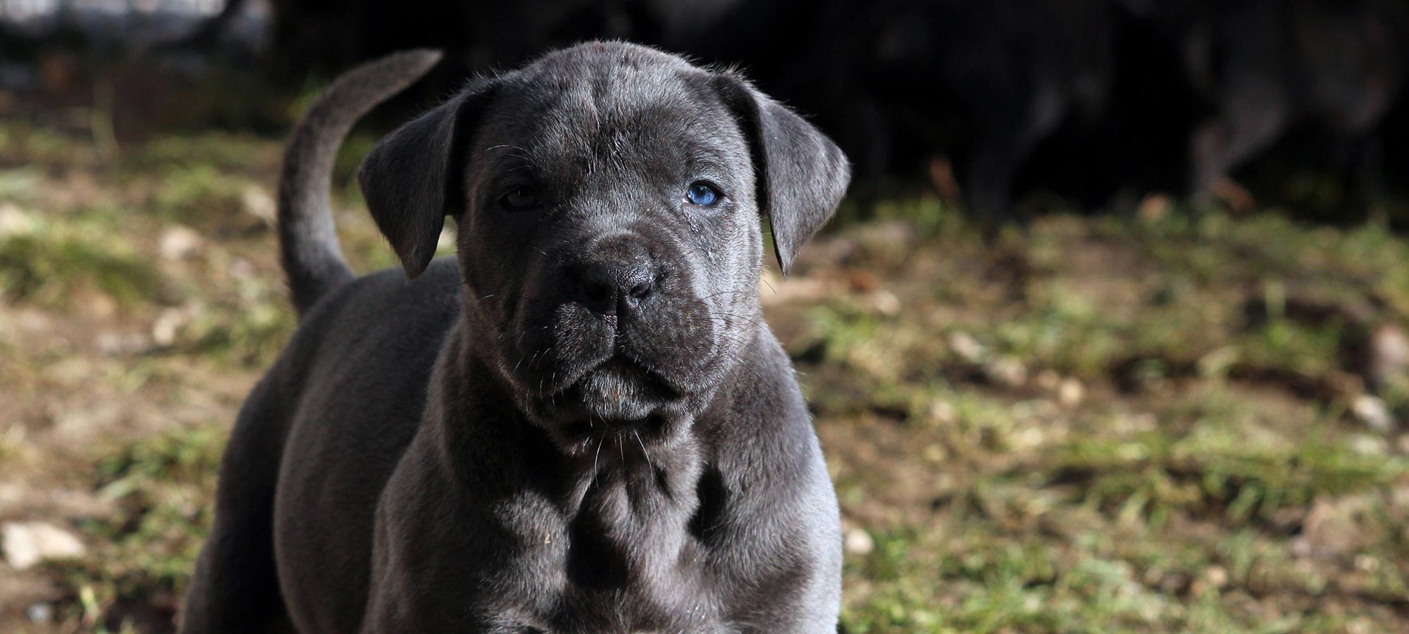 Chiot Cane Corso gris assis dans le jardin