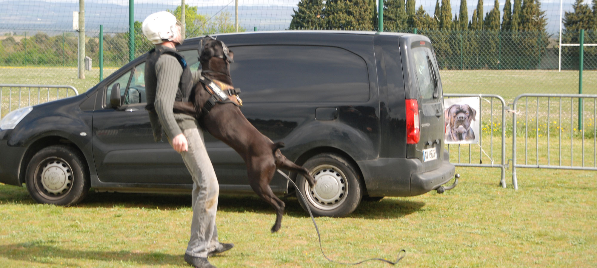 Cane Corso à l’entraînement avec un homme assistant en tenue de protection