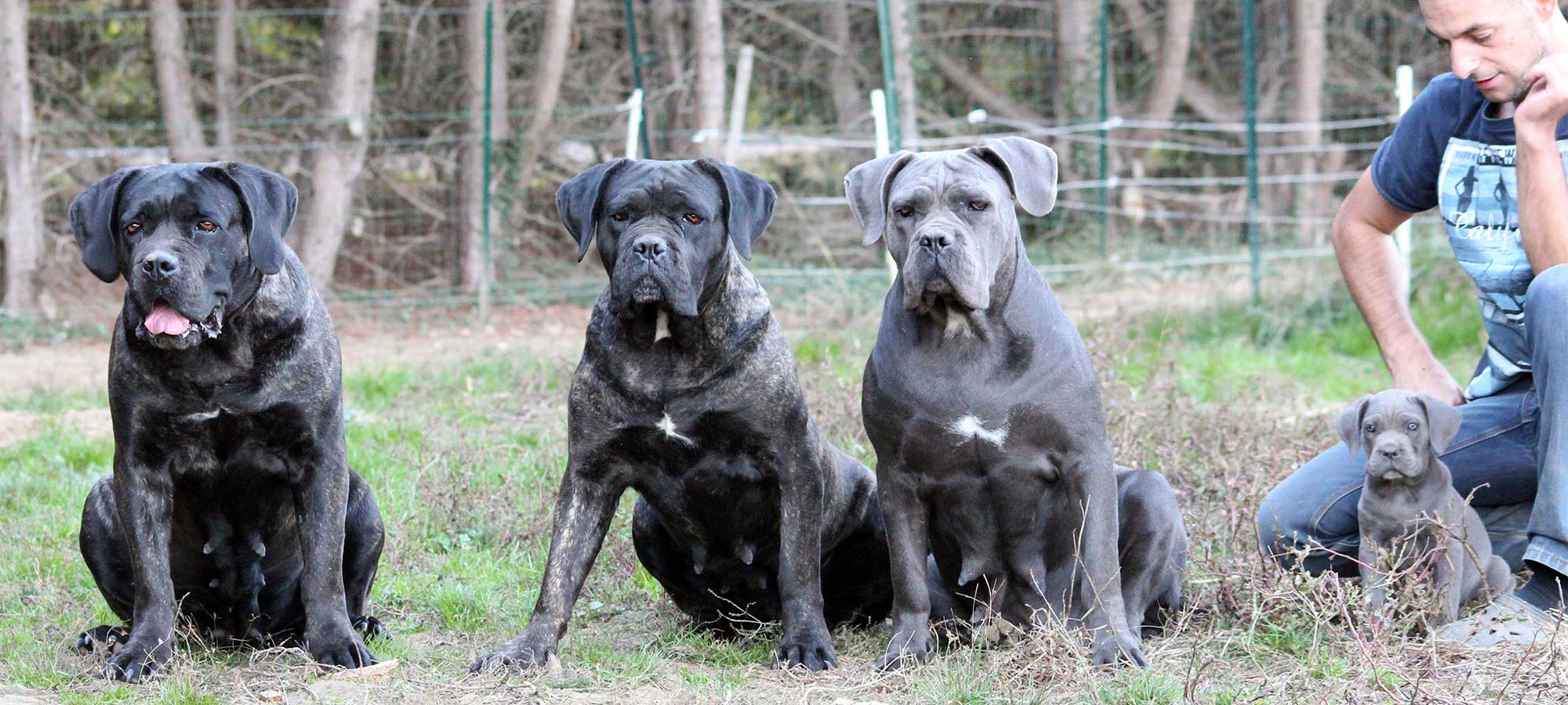 Trois Cane Corso adultes et un chiot auprès de l’éleveur